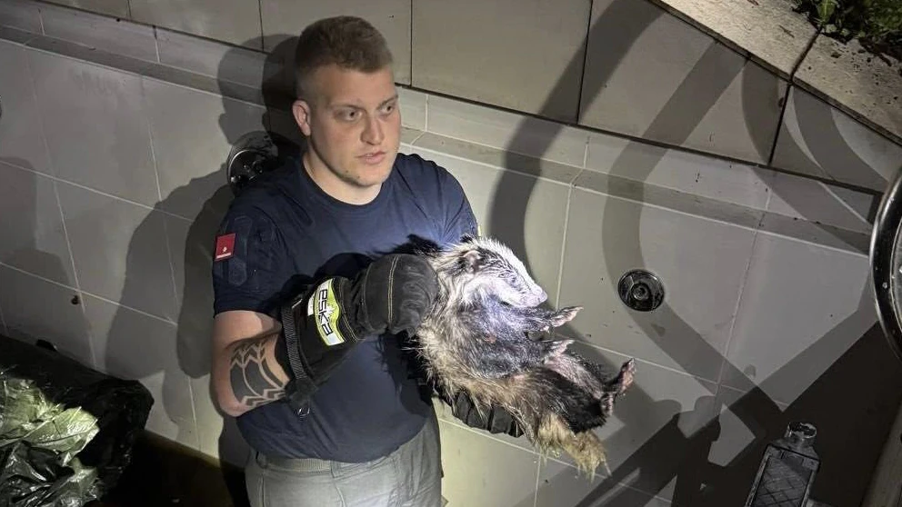 Heute.at - Feuerwehr rettet zwei Dachs-Babys aus Swimmingpool