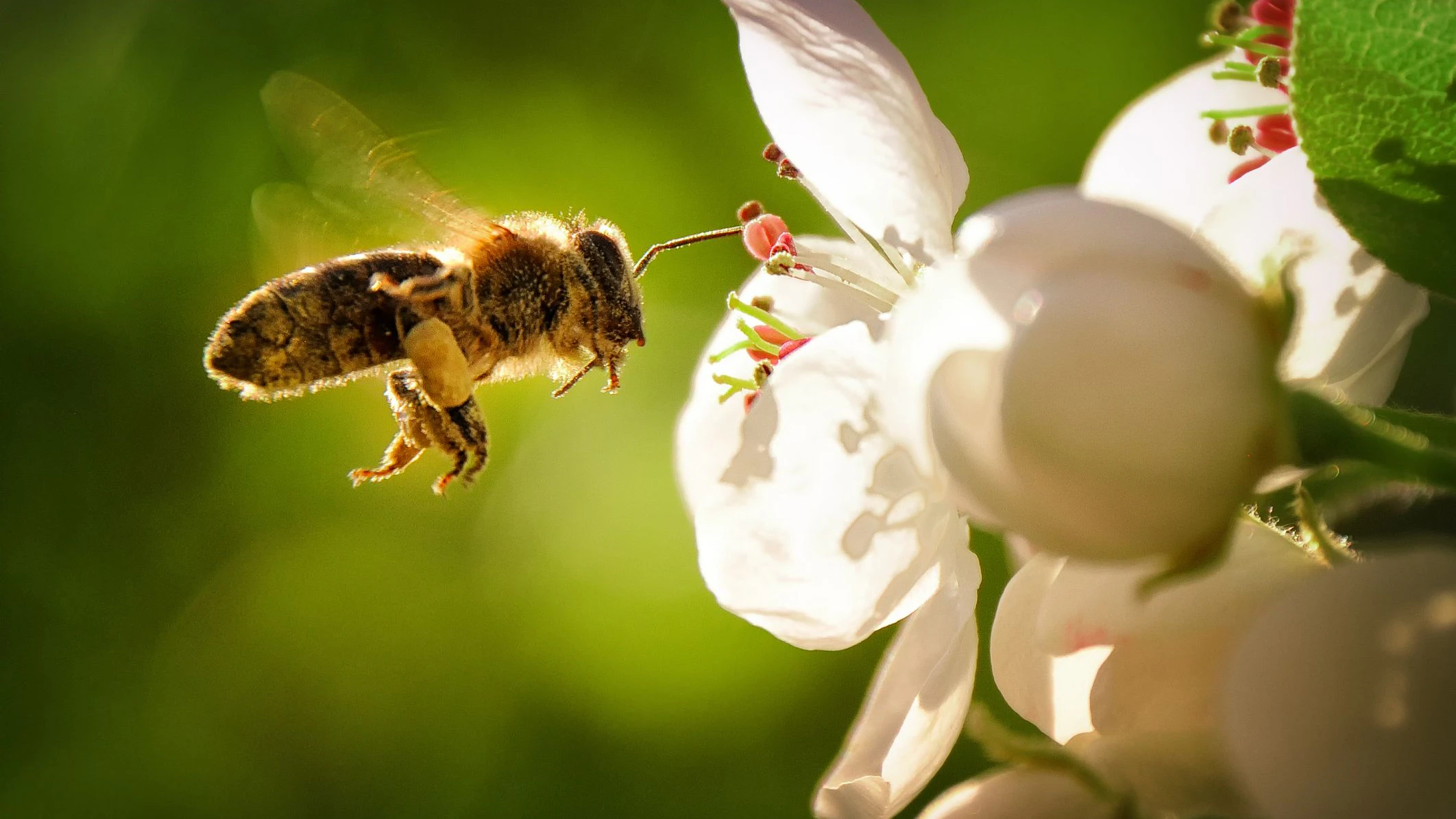 Ein Test der AK zeigt: Viele als "bienenfreundlich" bezeichnete Pflanzen sind mit Pestiziden versetzt. 