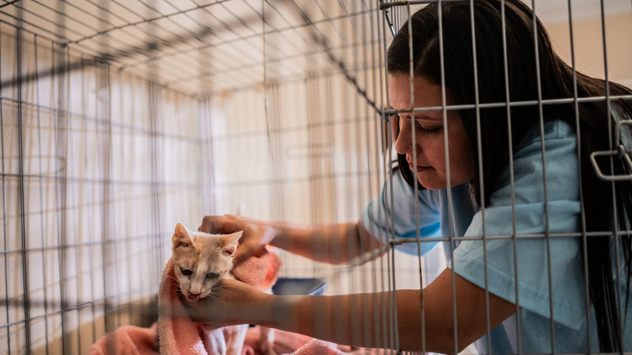 Volunteer petting cat at an animal shelter