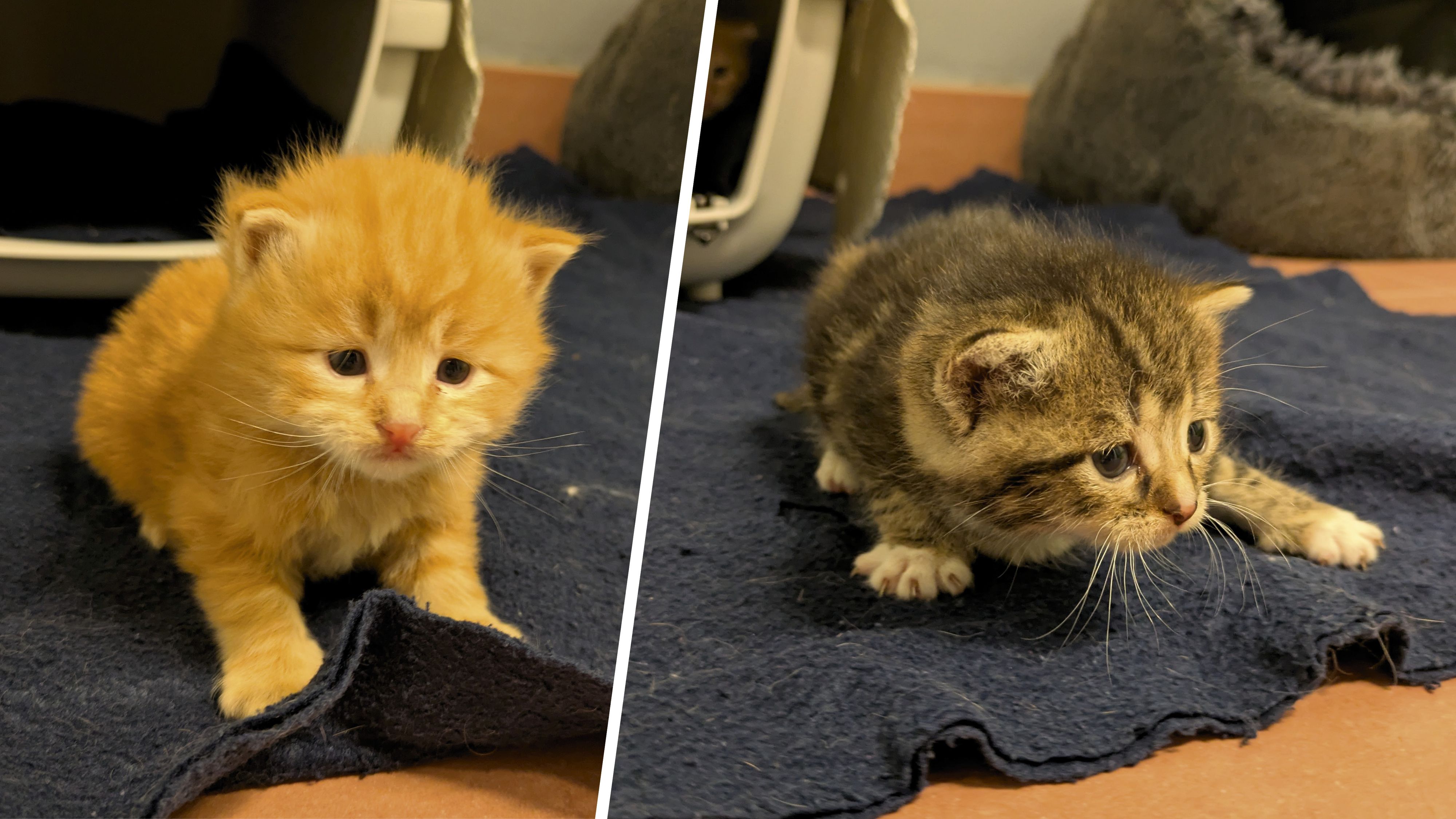 Immer mehr Fundtiere landen im Tierquartier. So auch diese Katzenbabys.