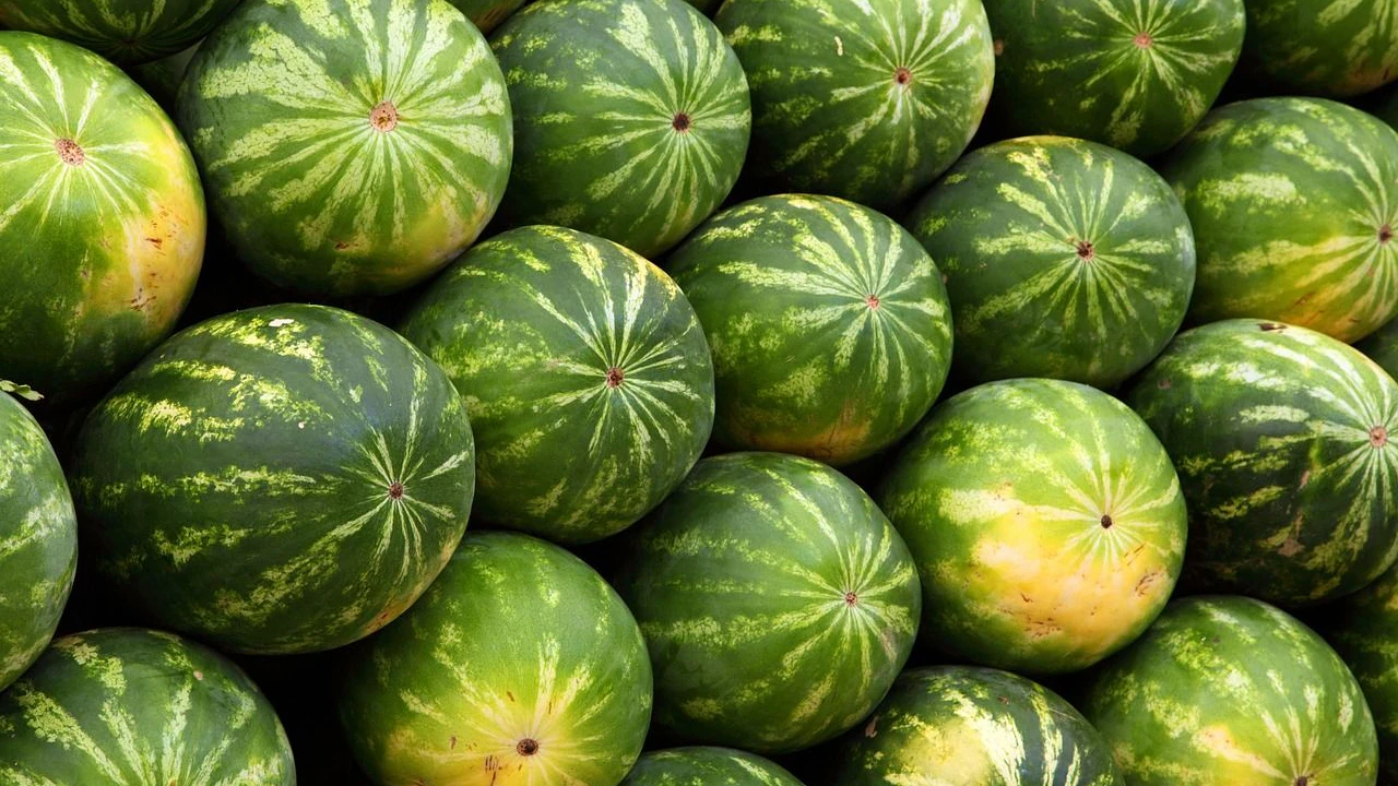Heute.at - Eckige Wassermelonen kosten bis zu 500 Dollar