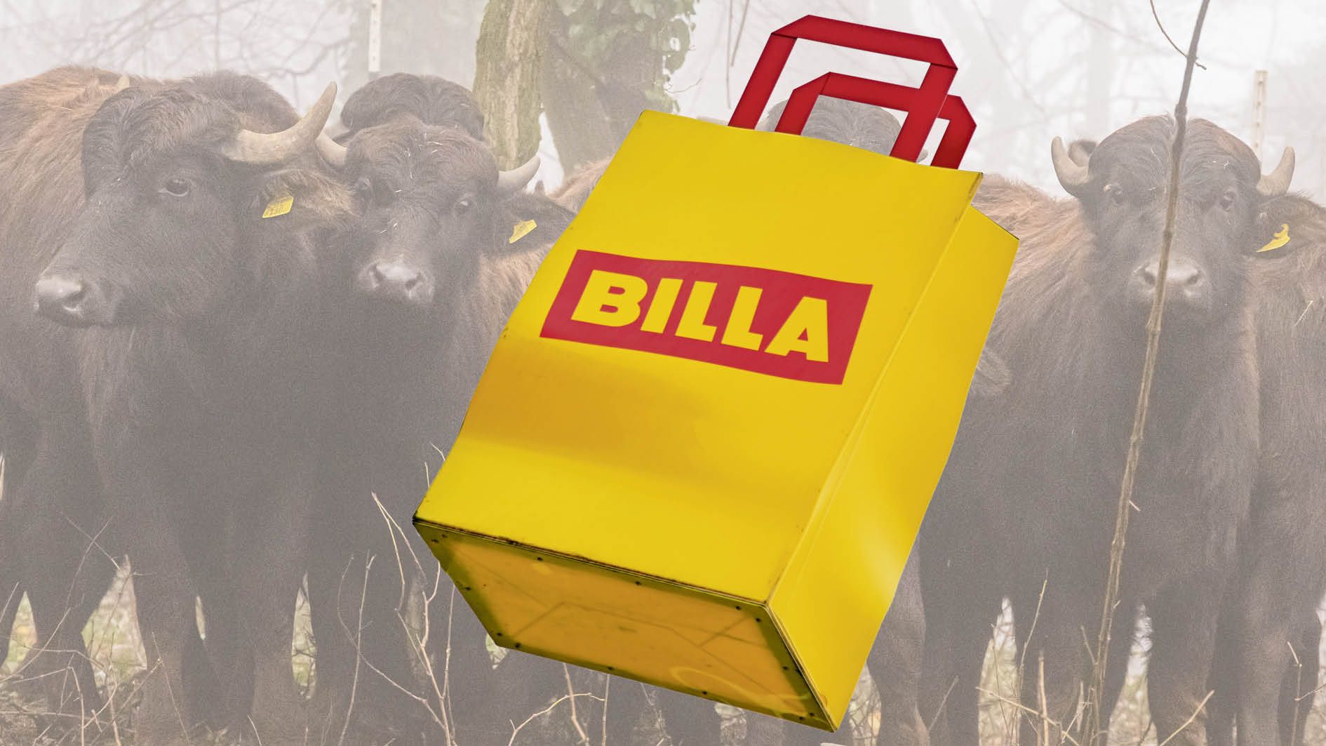 Wasserbüffel als Landschaftspfleger – auch dieses Projekt haben Billa-Kunden über Pfandspenden ermöglicht.