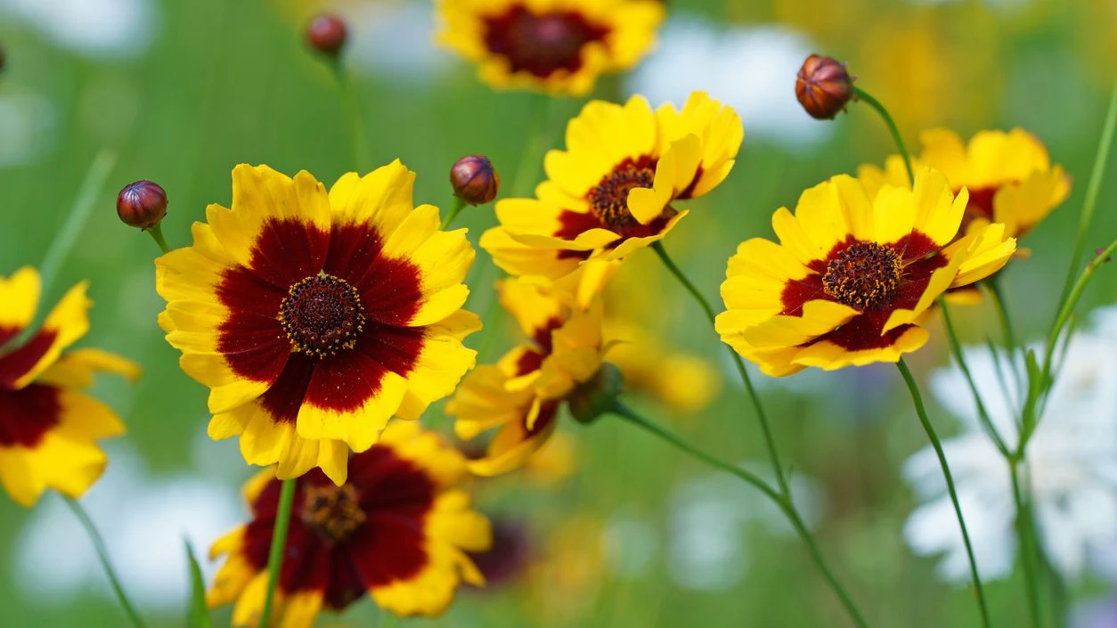 "Mädchenaugen" wachsen unter anderem recht schnell und können Lücken im Blumenbeet füllen. 