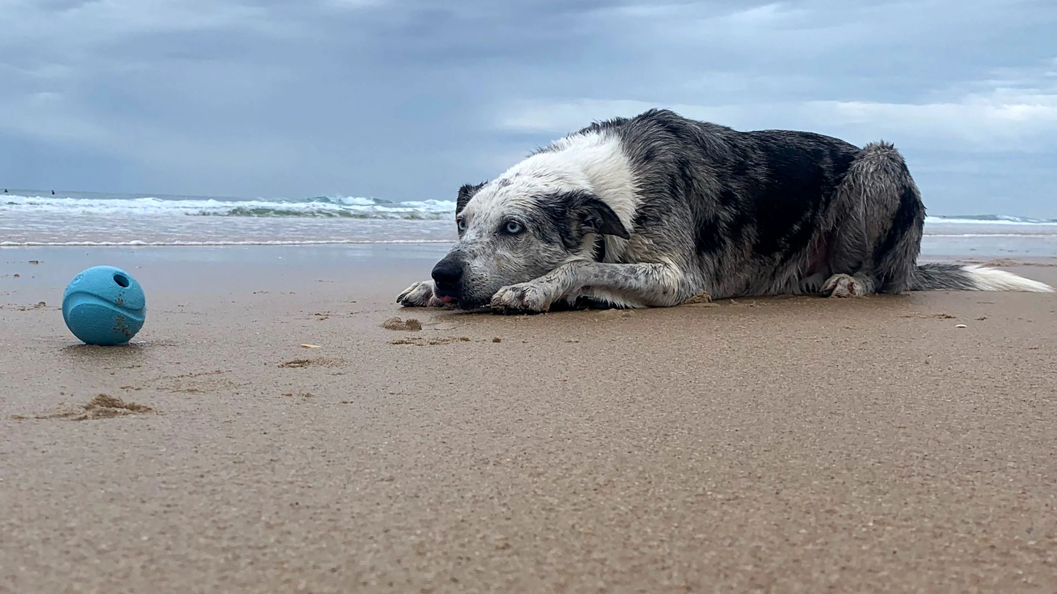 Mehr als 100 Koalas konnte Spürhund "Bear" retten. Nun geht der 11-jährige Australian Koolie in Pension. 