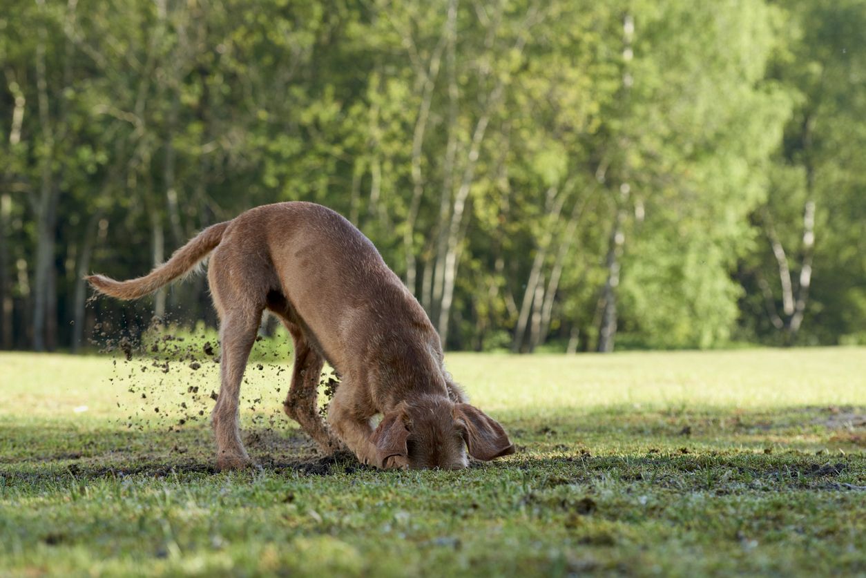 Heute.at - Nicht nur buddeln - wieso frisst mein Hund Erde?
