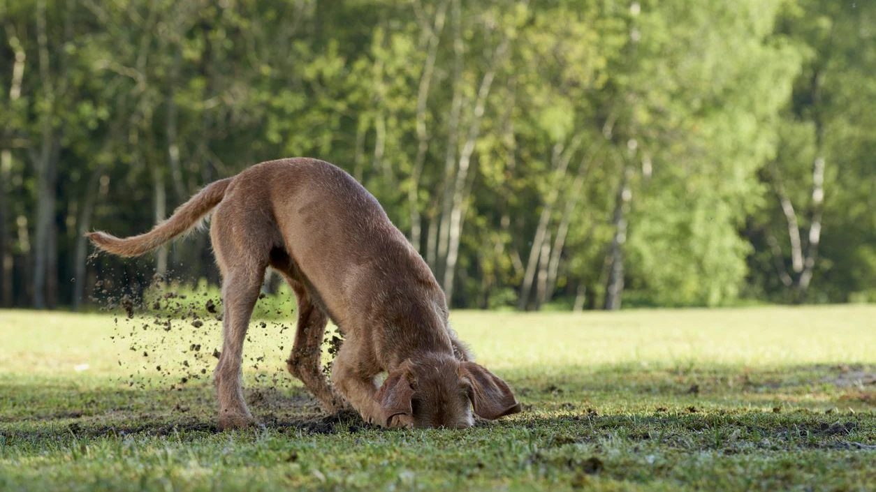 Manche Hunde lieben unter anderem frische Walderde, buddeln zunächst richtige Löcher und beginnen zu schmausen. 