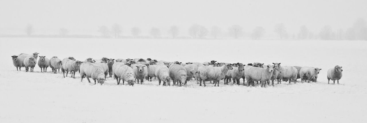 Schafherde im Winter