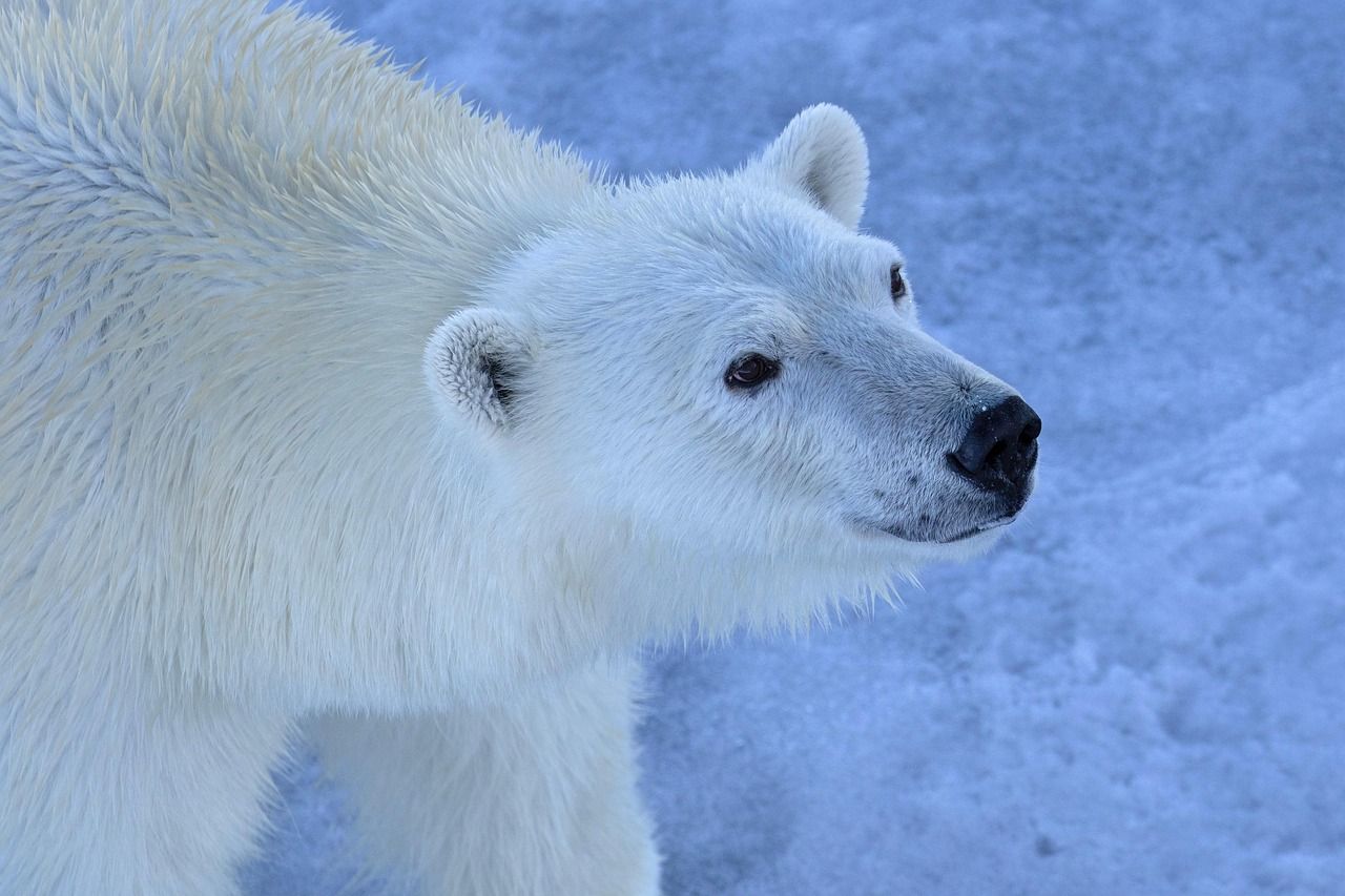 Eisbär in der Arktis