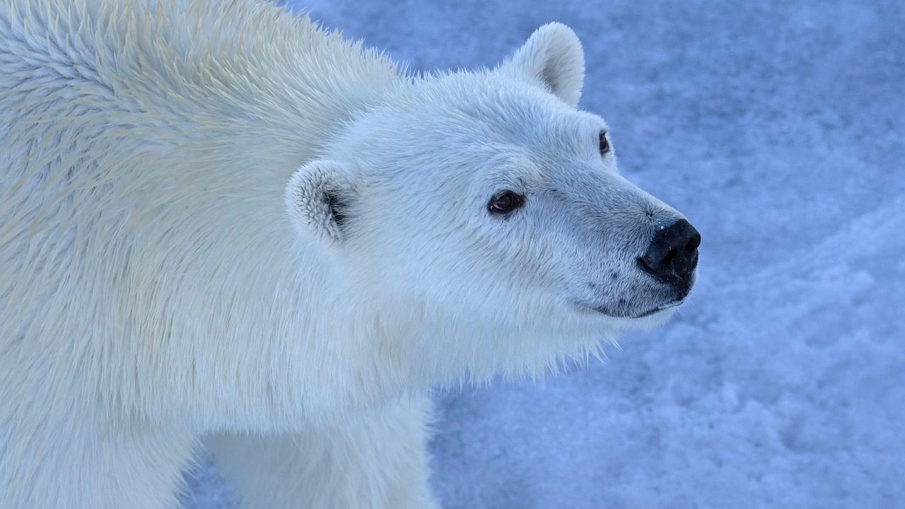 Heute.at - Vogelgrippe: Erster Eisbär in Europa infiziert