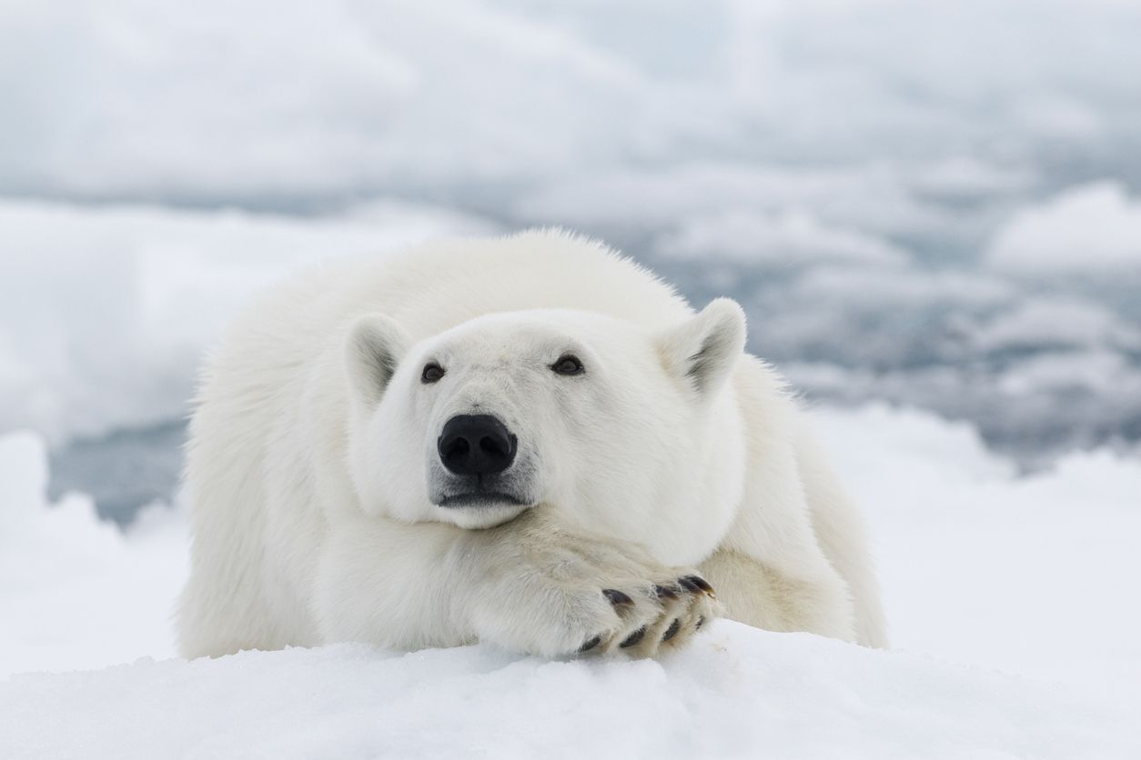 Als hätten die Eisbären nicht schon genug Probleme am Hals. 