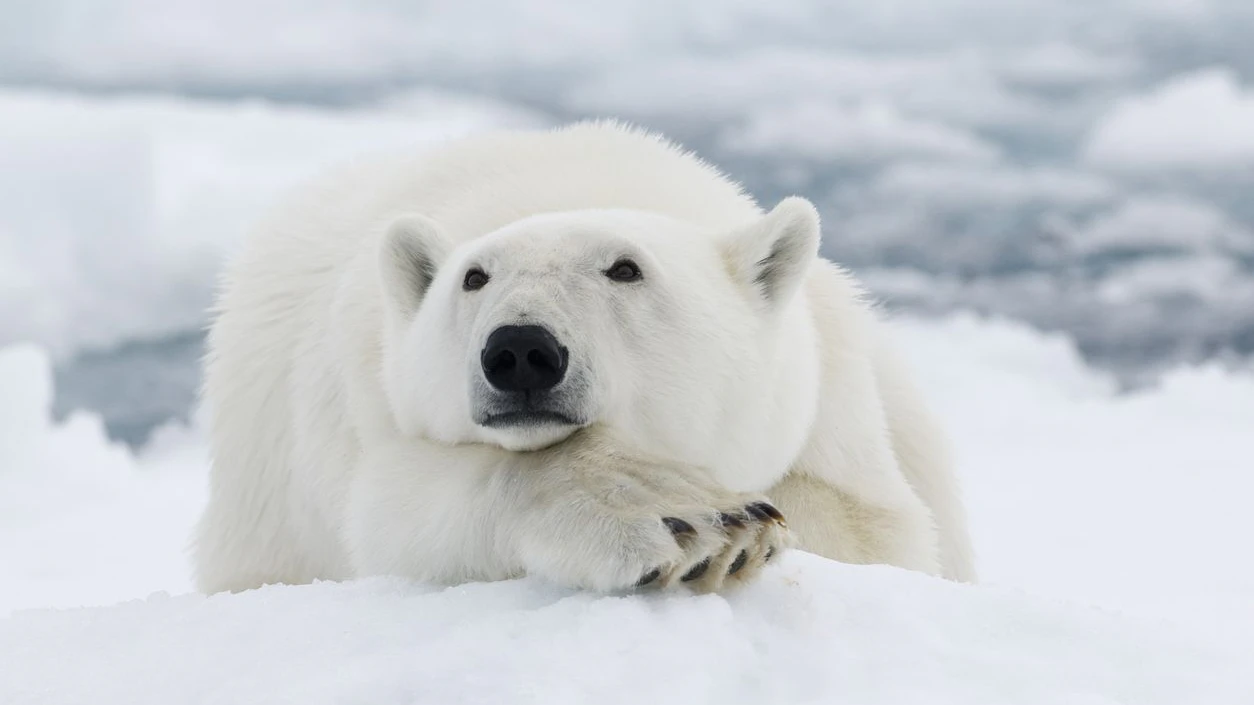 Als hätten die Eisbären nicht schon genug Probleme am Hals. 