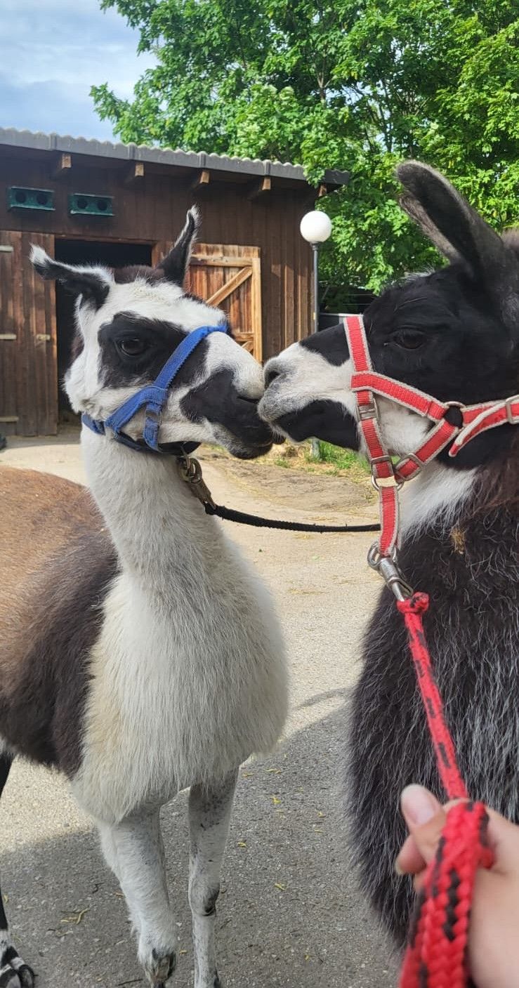 Heute.at - Lama-Love! In Vösendorf spuckt es jetzt Herzen