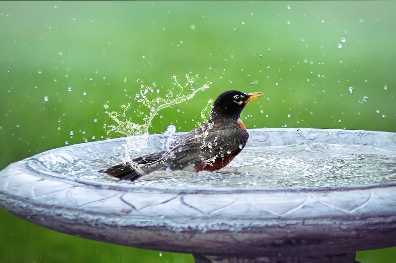Rotkehlchen beim Bad im Vogelbad