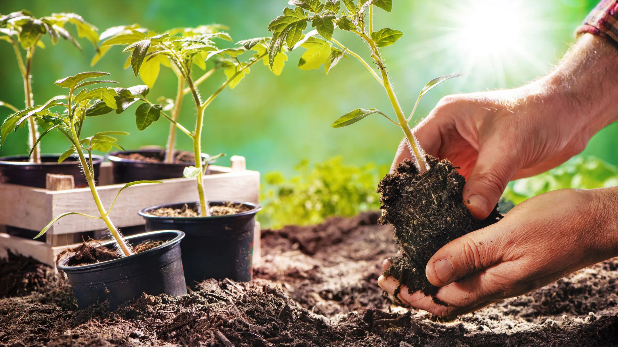 Farmer planting tomatoes seedling in organic garden. Gardening young plant into bed