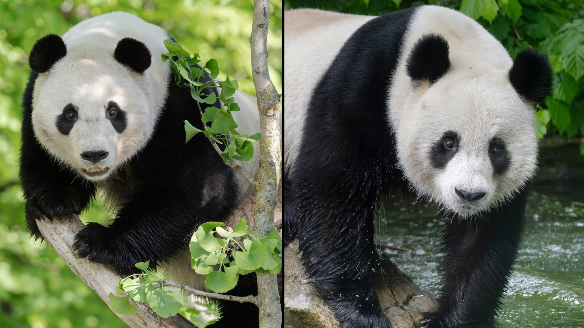 Heute.at - Zeigen sich Schönbrunn Pandas zum ersten Mal verliebt?