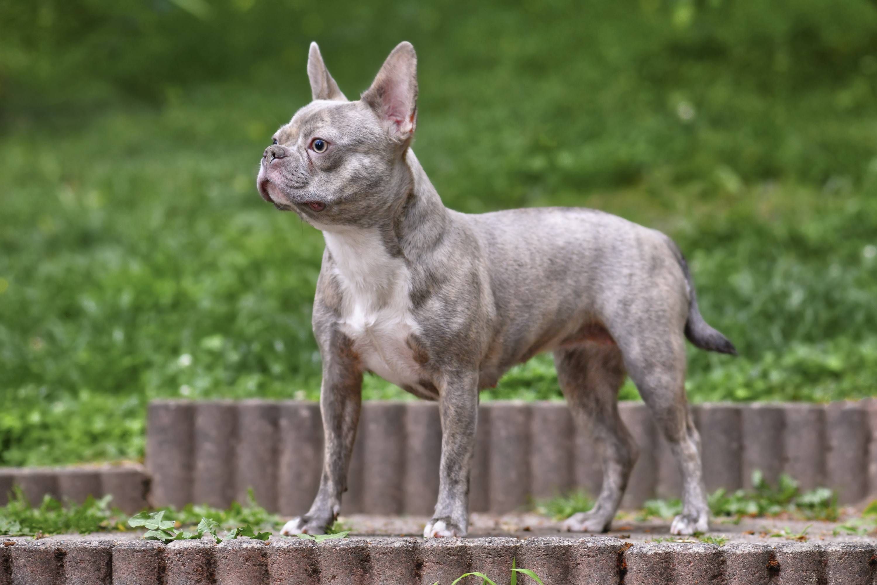Heute.at - Hund greift Kinder an – Halterin geht einfach weiter