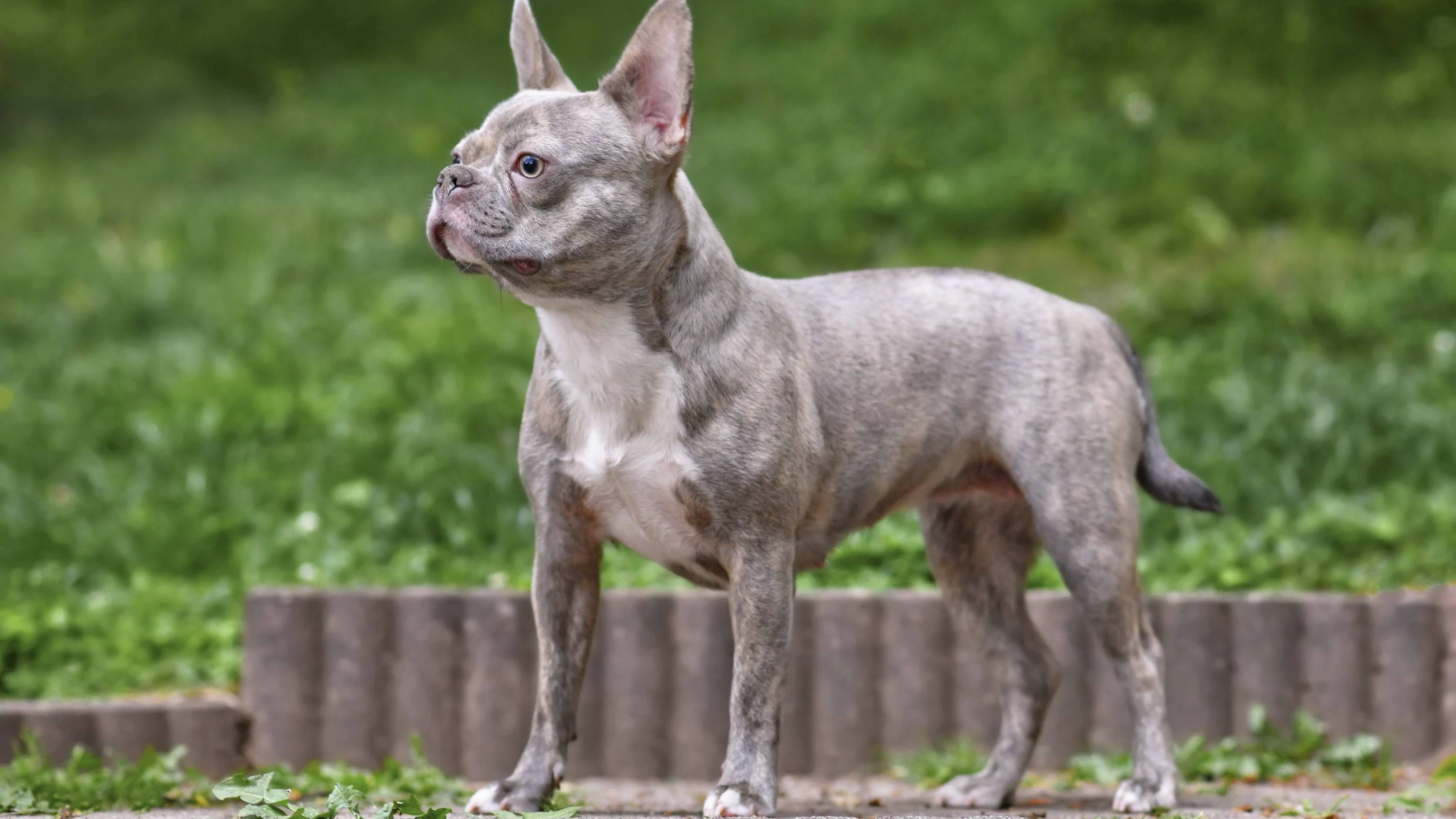 Bei dem Hund soll es sich um eine französische Bulldogge gehandelt haben. (Symbolbild)
