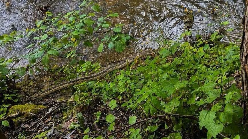 Aufregung in der Steiermark.