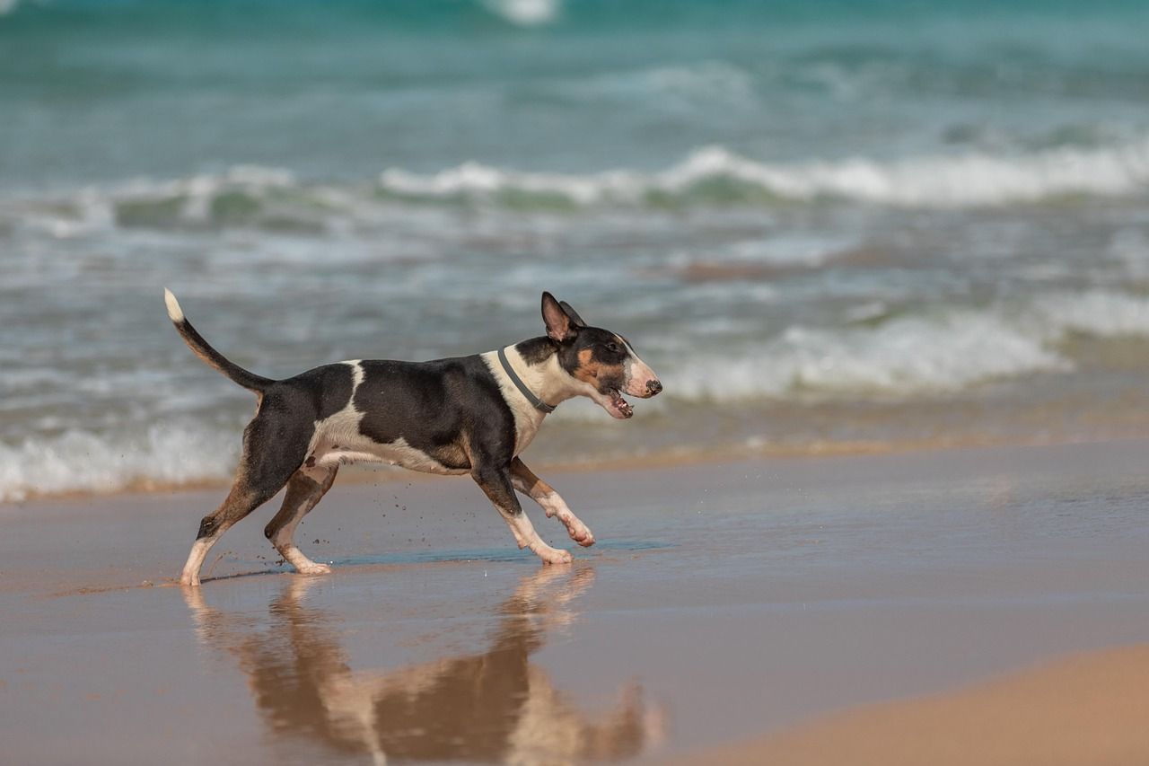 Glücklicher Hund im Strandurlaub.