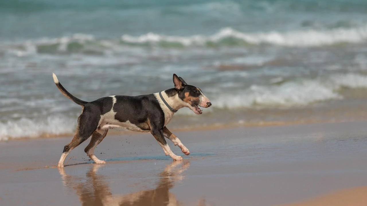 Glücklicher Hund im Strandurlaub