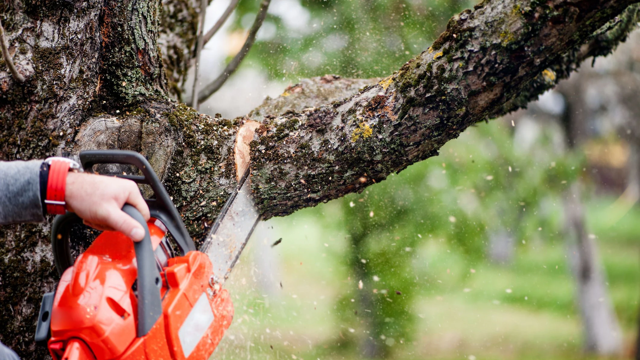 Aus bislang ungeklärter Ursache dürfte der Mann vom Baum erfasst und zu Boden gestoßen worden sein. 