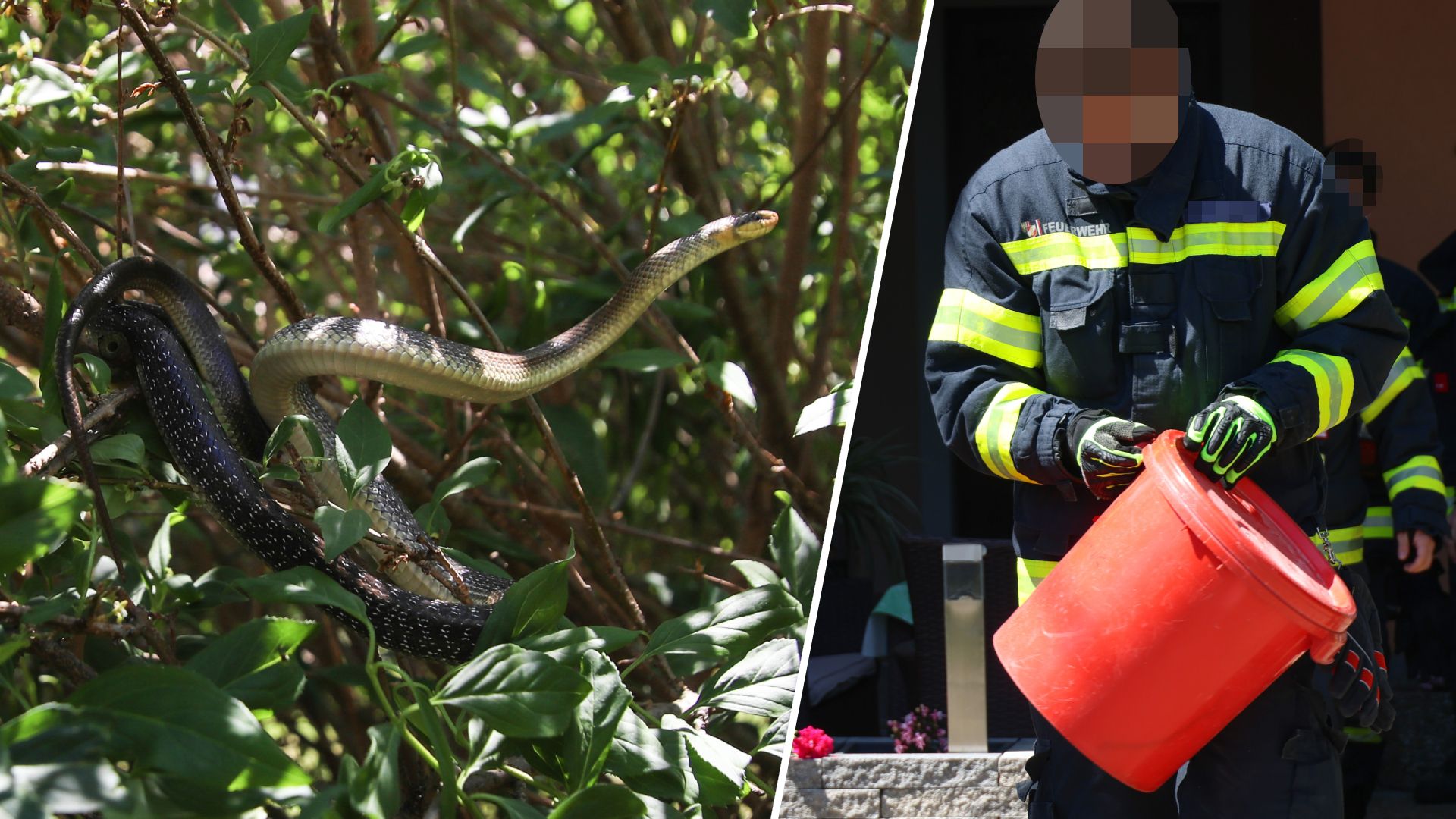 Heute.at - Doppelter Schlangen-Schreck! Tiere stressen Feuerwehr