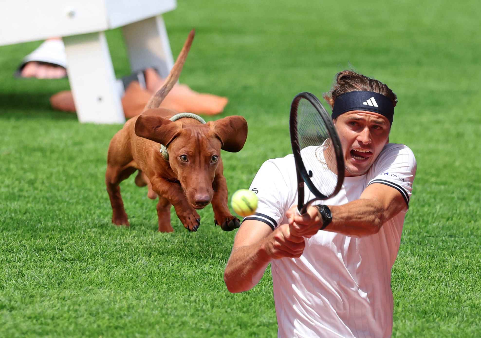 Mishka ist wieder fit, Herrchen Zverev auch.