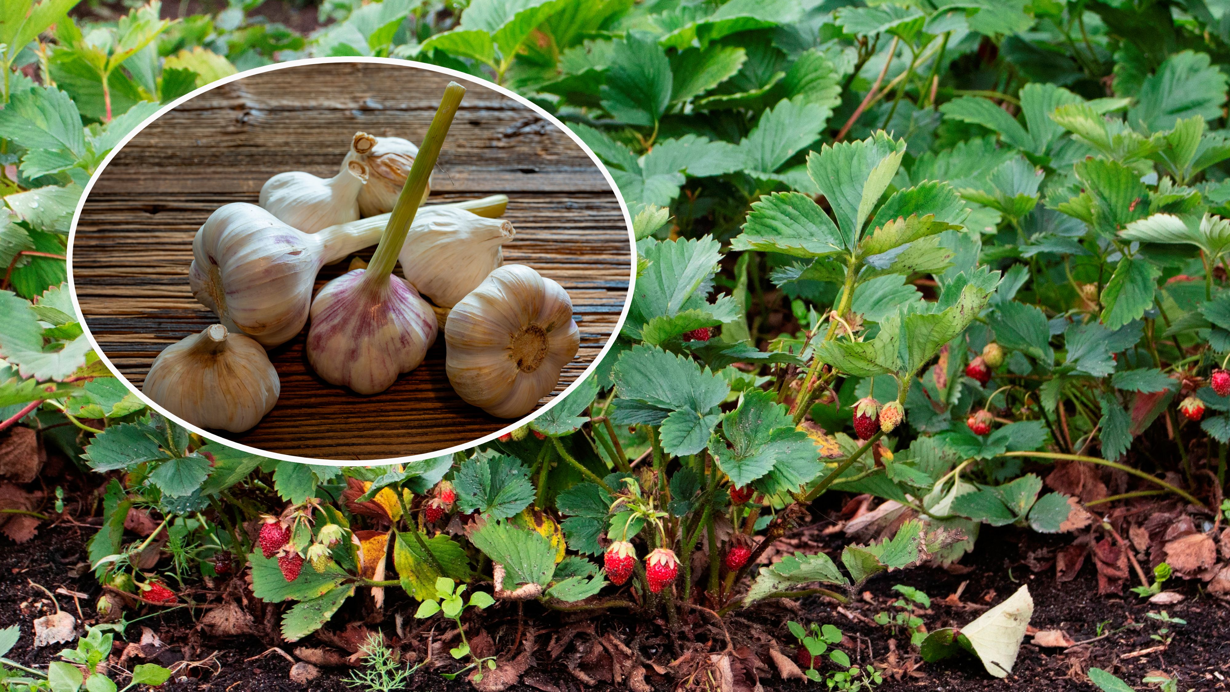 Knoblauch enthält fungizide und antibakterielle Wirkstoffe, die Erdbeeren vor Pflanzenkrankheiten und Pilzerregern schützen.