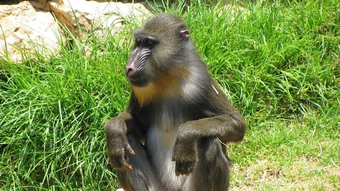 Pavian