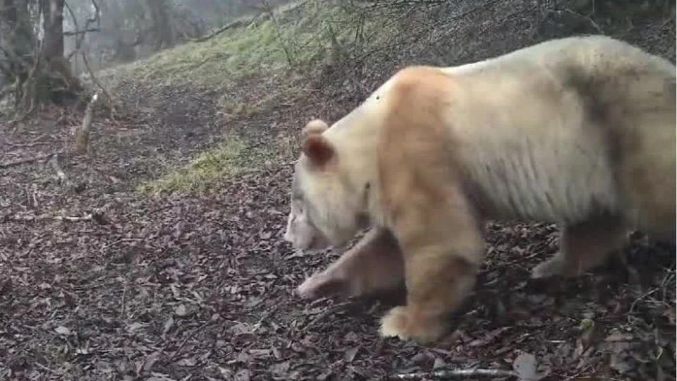 Heute.at - Sensation! Weltweit einziger weißer Panda gefilmt