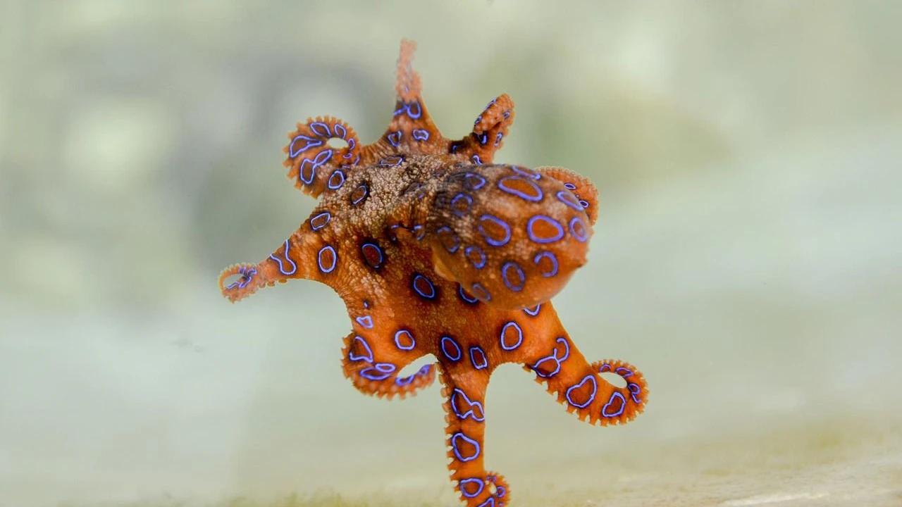 Heute.at - Neue Oktopus-Art: blau und so klein wie ein Golfball