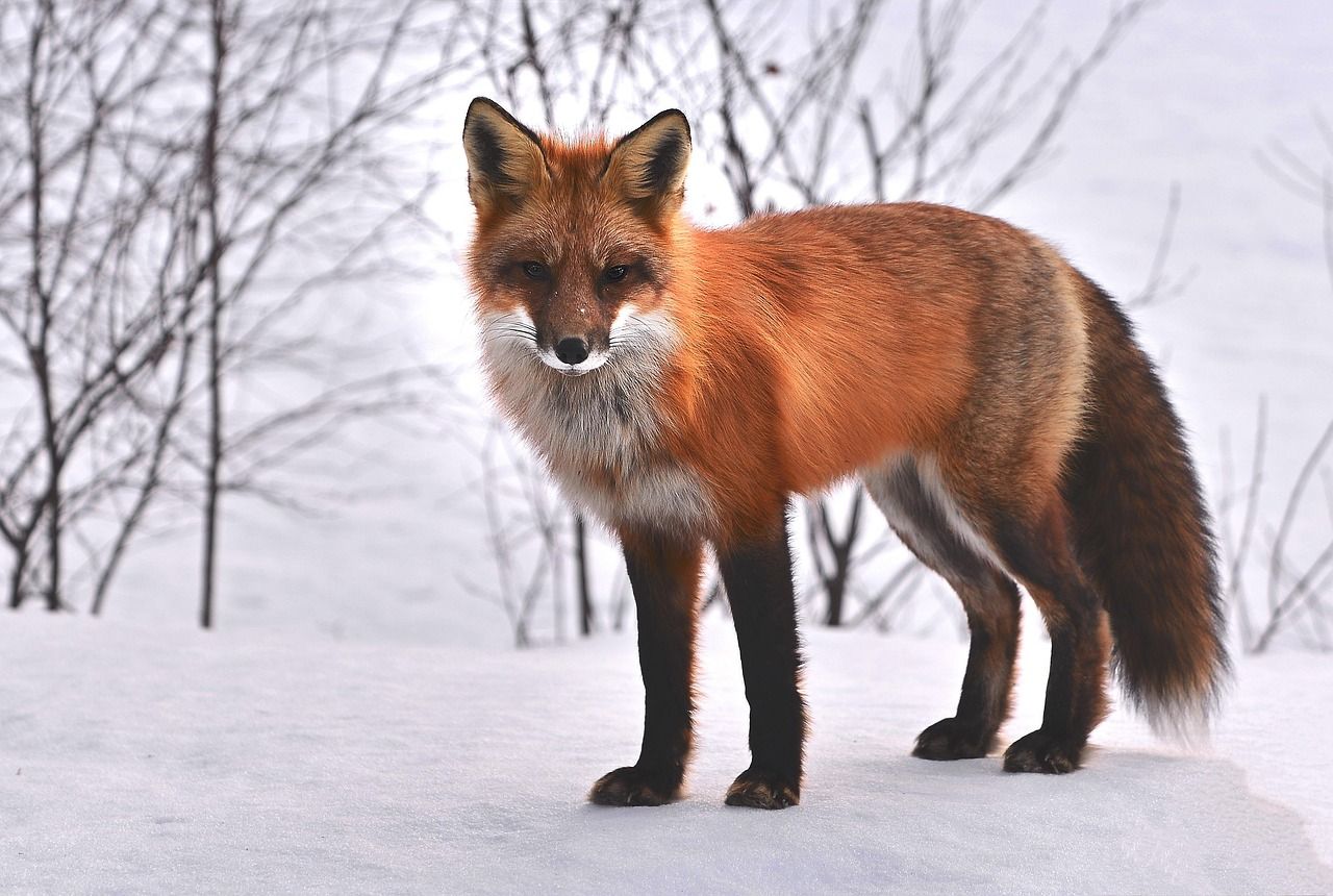 Fuchs in der Natur