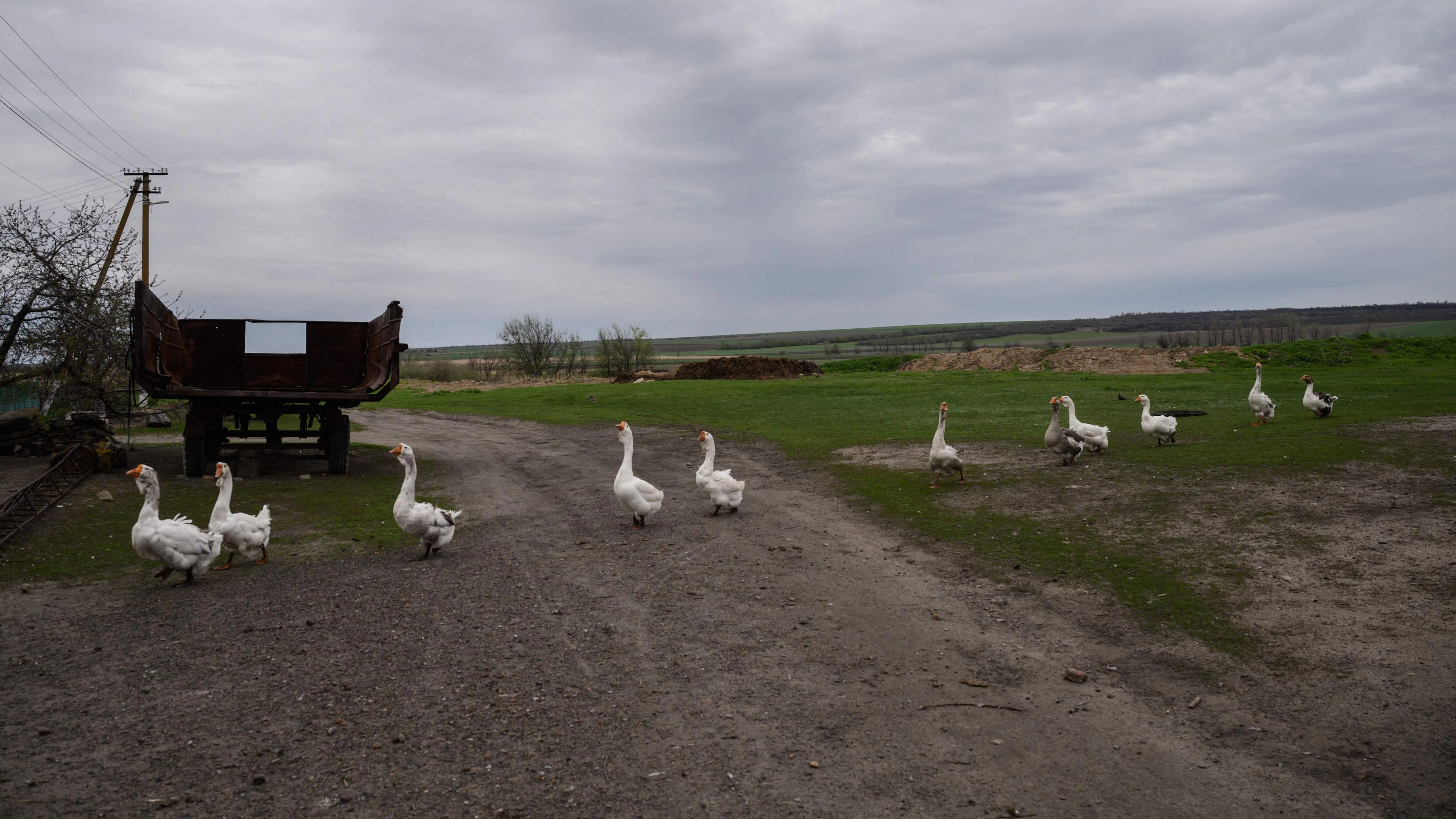 Gänse queren ein Feld in der Nähe des Dorfs Mala Tokmatschka südlich von Saporischschja. Seit dieser Aufnahme vom 23. April 2022 ist der beschauliche Ort Schauplatz heftiger Kämpfe geworden. Mehr als 5.000 russische Soldaten sollen bei dem schon über 1500 Tage andauernden Versuch der Eroberung bereits gestorben sein.