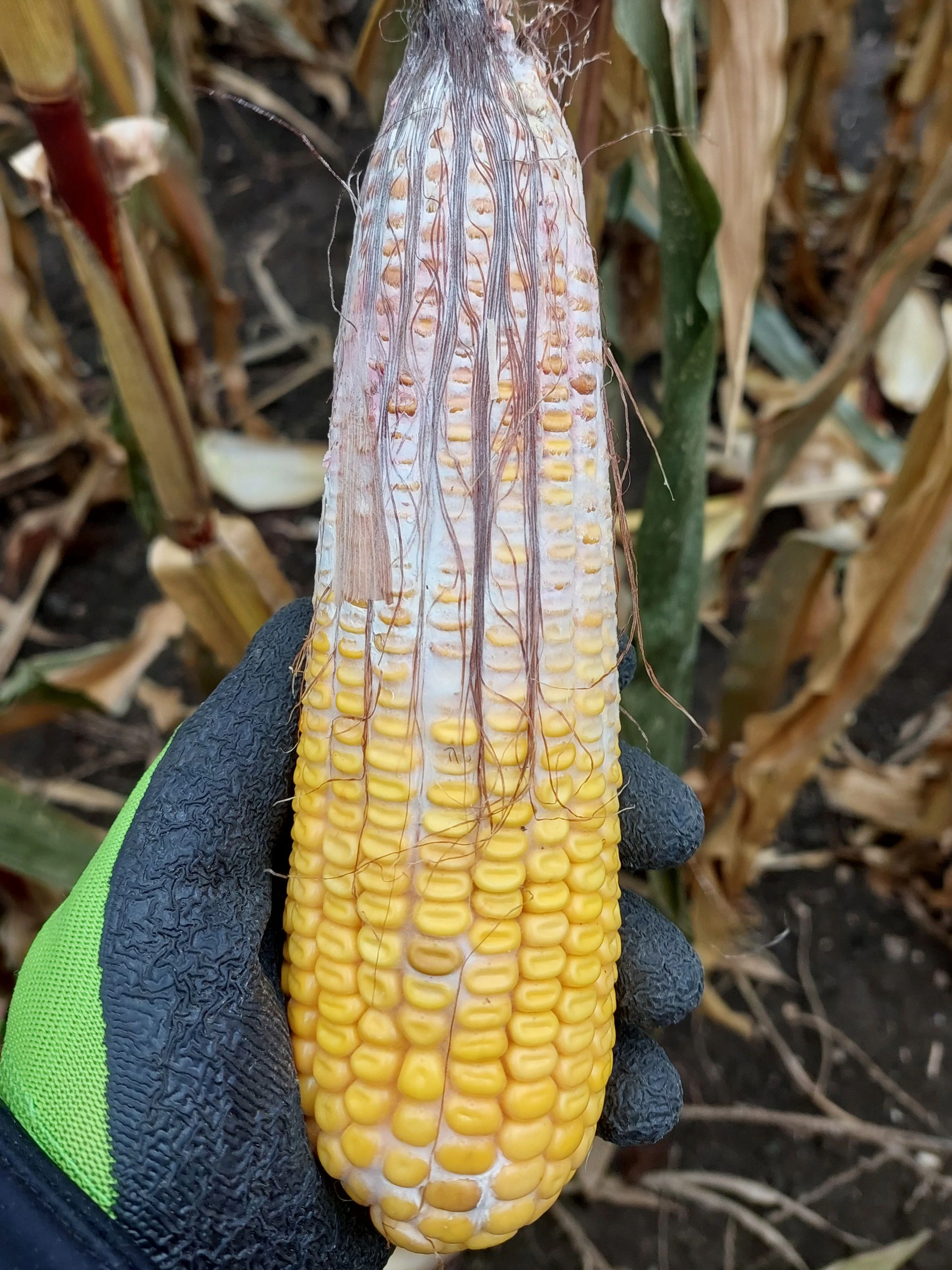 Foto eines Maiskolbens mit Fusarium-Infektio
