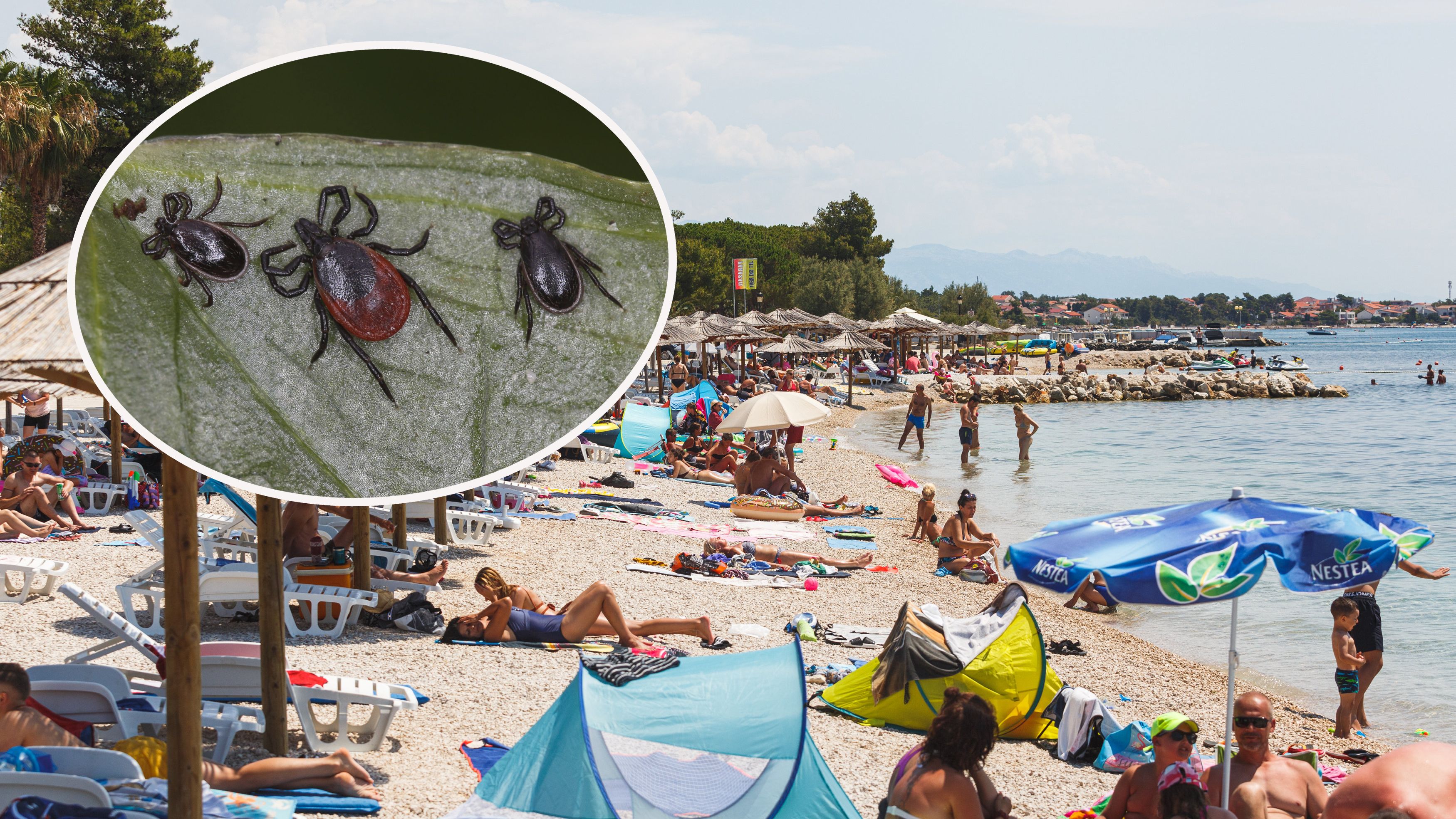 Auf der Insel Vir soll die Zecken-Situation besonders drastisch sein.
