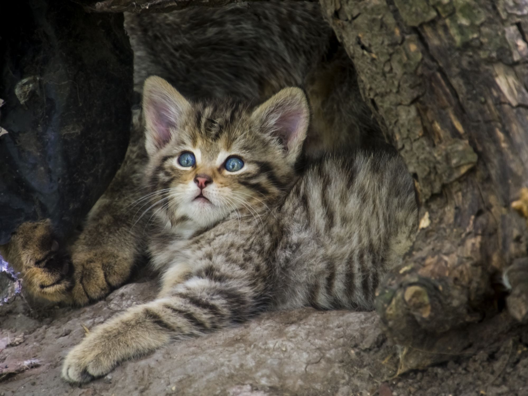 Heute.at - Diese Katzenbabys darfst du im Wald niemals einsammeln