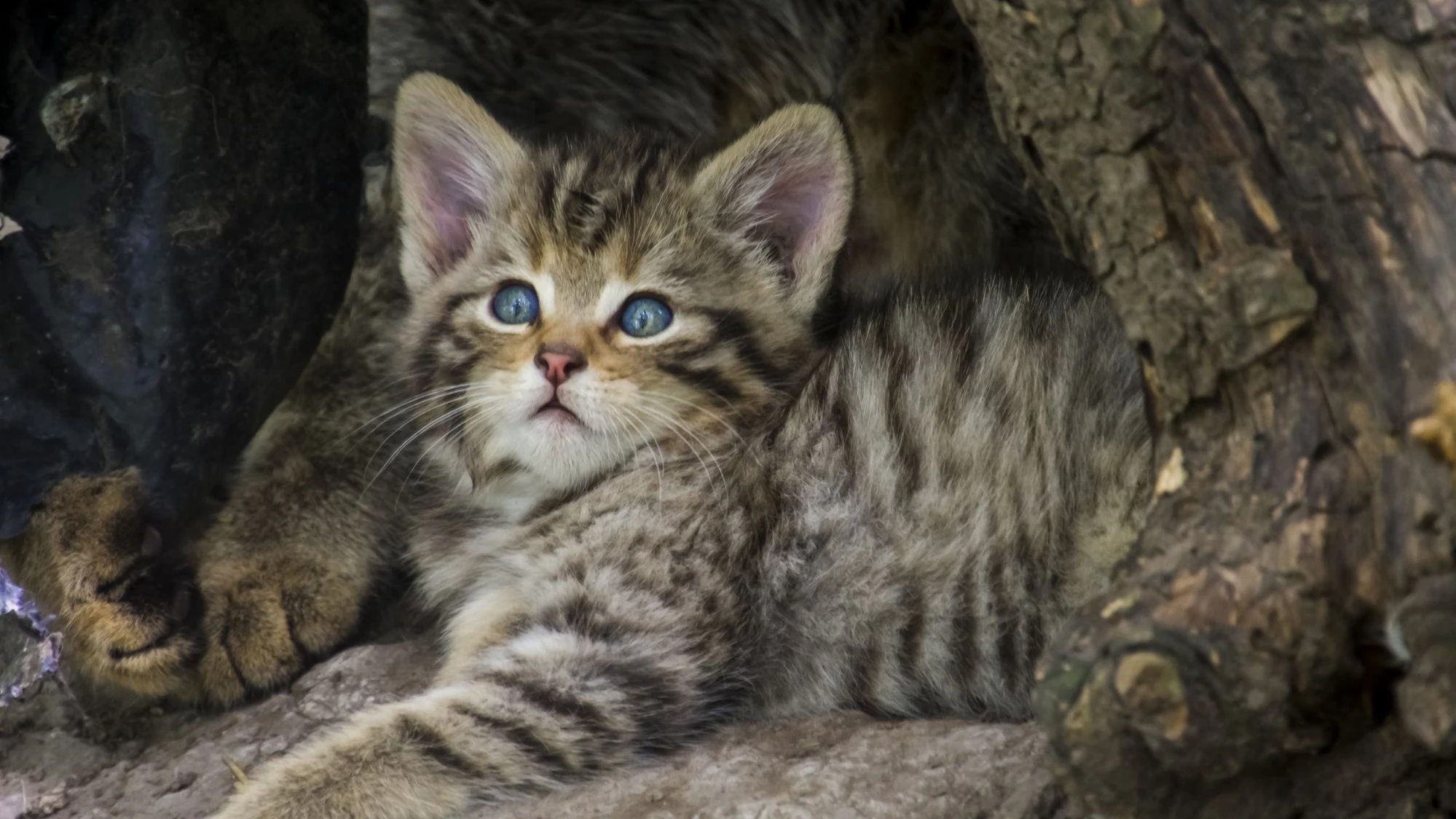 Wild cat kitten, its scientific name is Felis silvestris