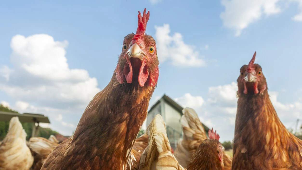 High-resolution image of curious free-range chickens looking directly into the camera, shot in wide-angle on green grass under a blue sky