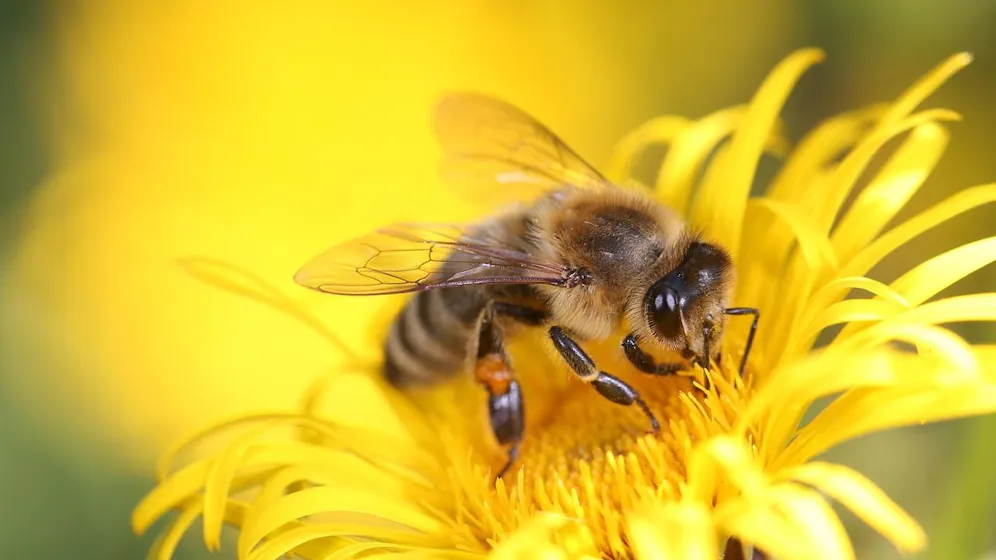 Heute.at - Wespen lieben die Hitze - Bienen leider gar nicht
