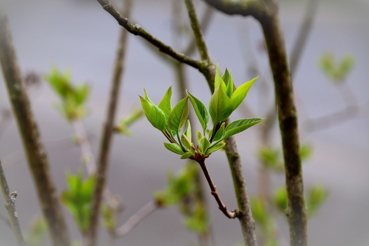 Flieder und grüne Blätter im Frühling