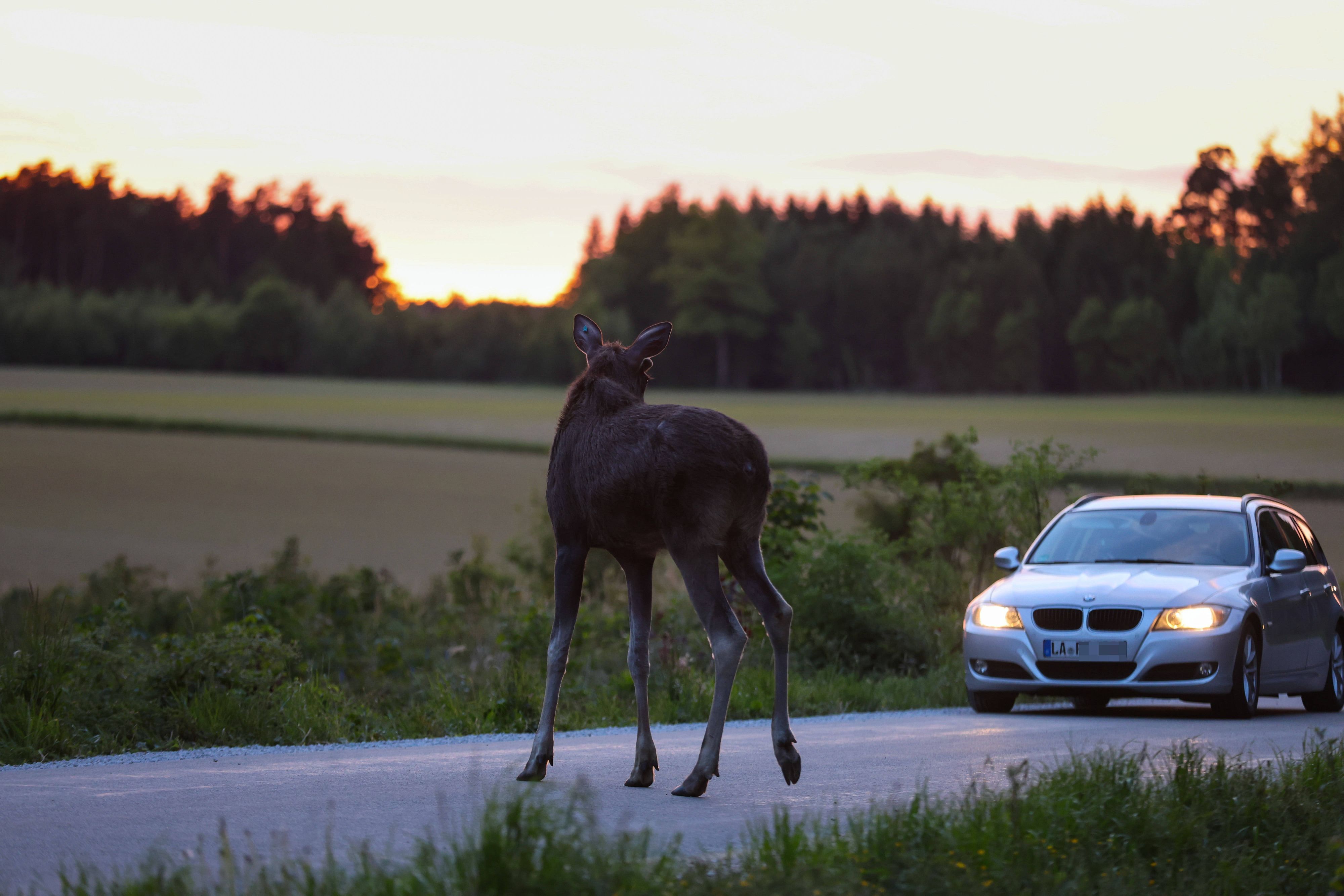 Heute.at - Er ist wieder da! Elch Emil in Bayern gesichtet