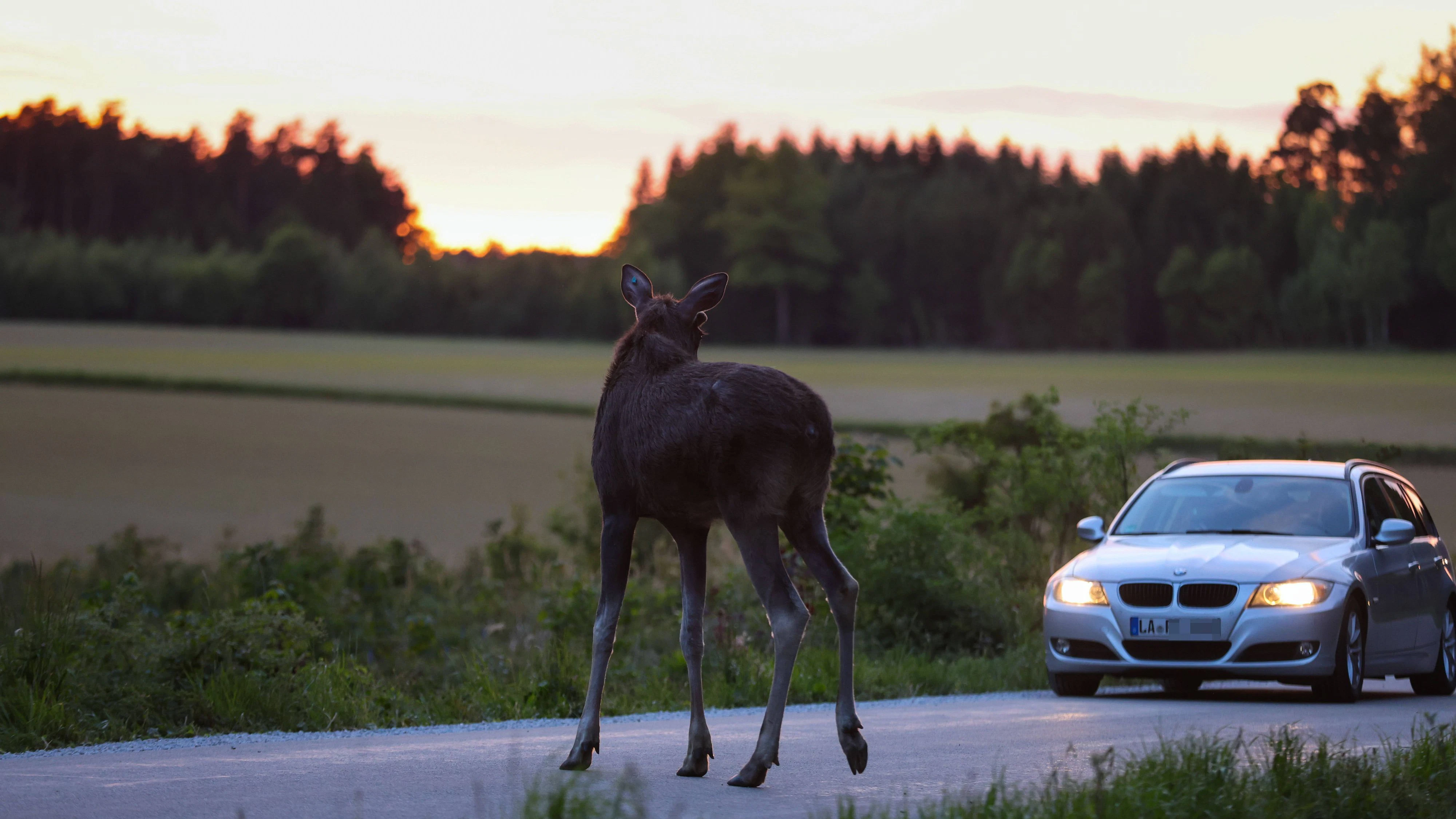 Gemeinde Aham, Deutschland 17. 05. 2026: Elch Emil nahe Loizenkirchen unterwegs Im Bild: Elch Emil nahe Loizenkirchen in der Gemeinde Aham im niederbayerischen Landkreis Landshut. Der ausgebüxte Elch hält sich seit mehreren Tagen in der Region auf und sorgt für Aufmerksamkeit bei Anwohnern, Behörden und Medien. Das Tier bewegt sich im ländlichen Raum Niederbayerns und gilt als außergewöhnliche Wildtiersichtung in Deutschland. Das Motiv eignet sich für Berichterstattung über Wildtiere, Natur, Umwelt, außergewöhnliche Tiersichtungen und regionale Ereignisse. Landkreis Landshut Bayern *** Municipality of Aham, Germany 17 05 2026 Moose Emil on the move near Loizenkirchen In the picture Moose Emil near Loizenkirchen in the municipa Copyright: xFotostandx/xBreux