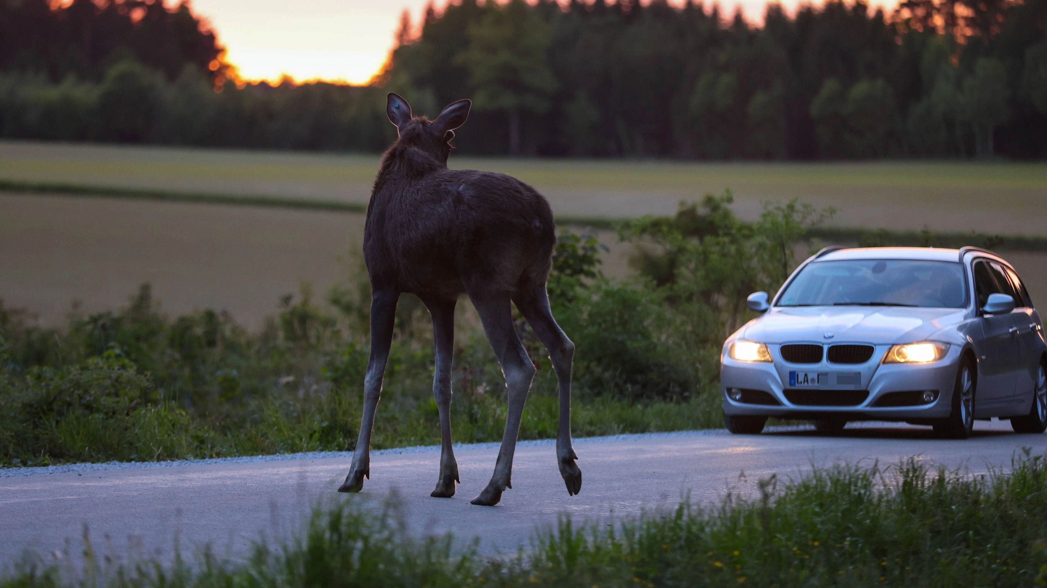 Heute.at - Er ist wieder da! Elch Emil in Bayern gesichtet