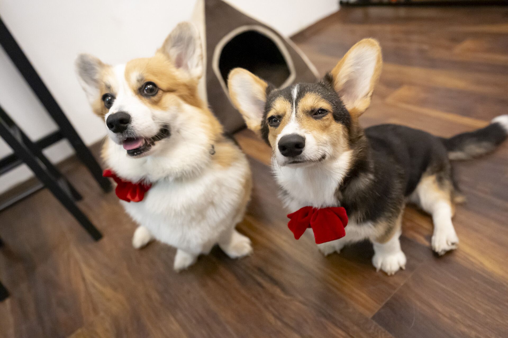 Heute.at - Nun fix! Neue EU-Regel für Hunde und Katzen kommt