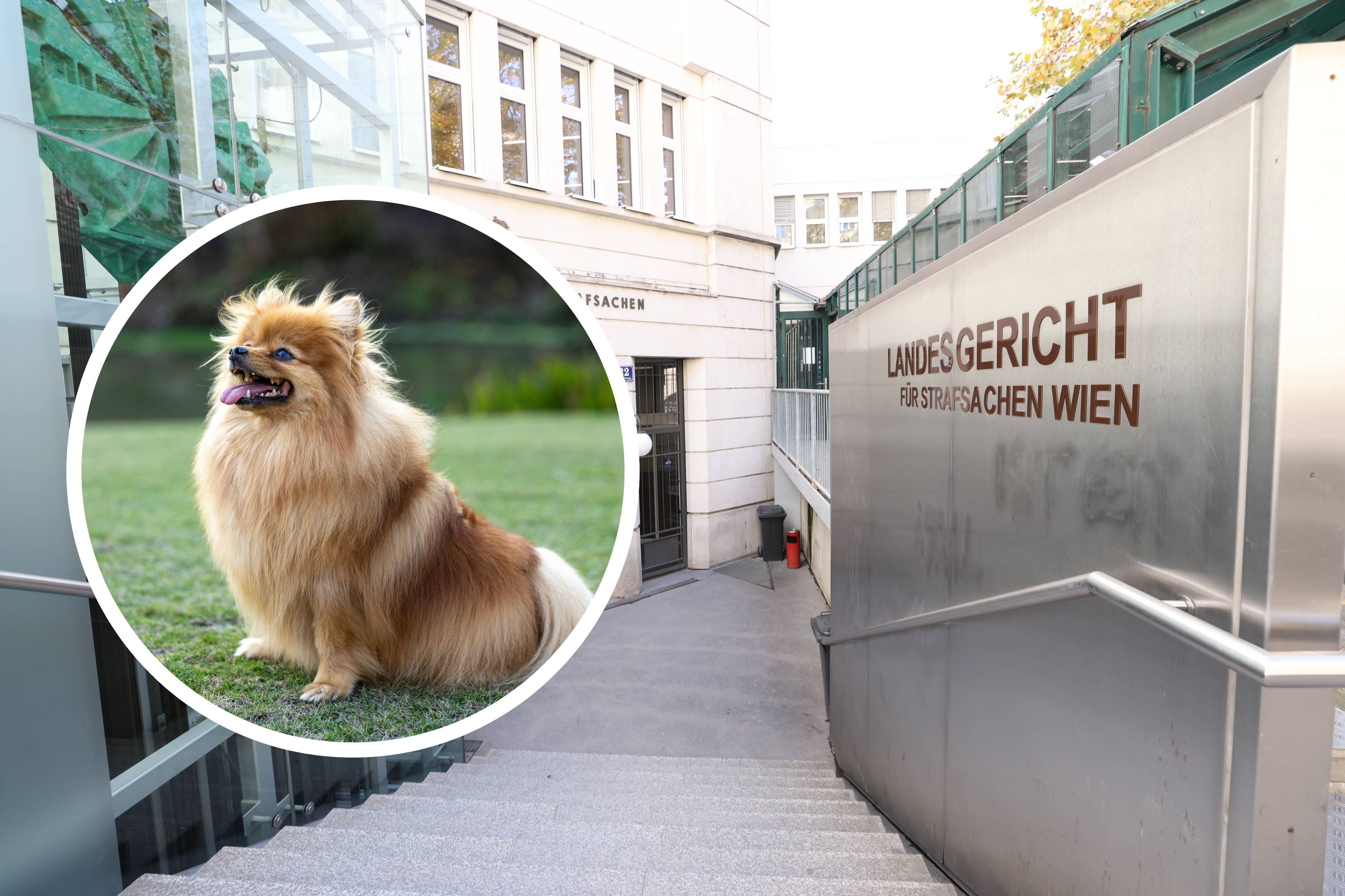 Eine Zwergspitzdame wurde von dem Mann attackiert.
