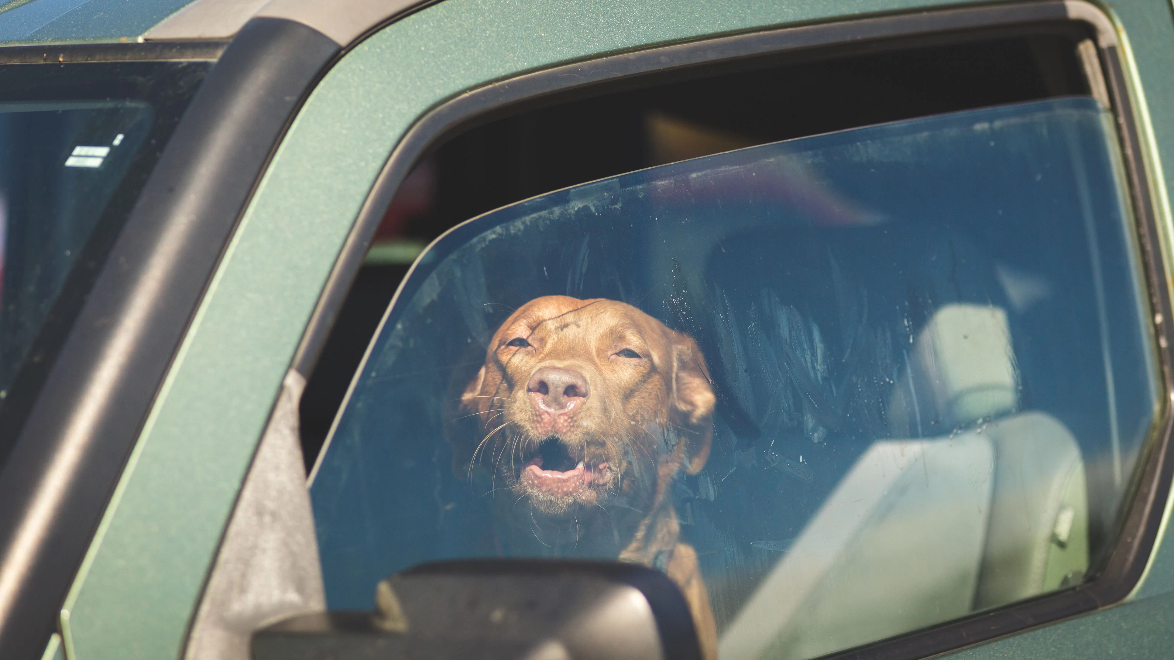 Brown pet dog sitting inside a vehicle gazing out of a window.