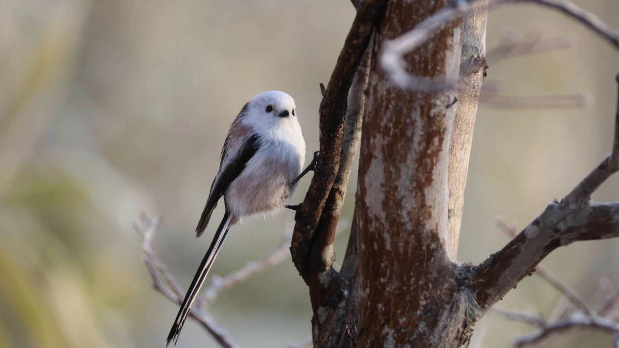 The long-tailed tit (Aegithalos caudatus japonicus), also named long-tailed bushtit, is a common bird found throughout Europe and the Palearctic. This photo was taken in Hokkaido, Japan.