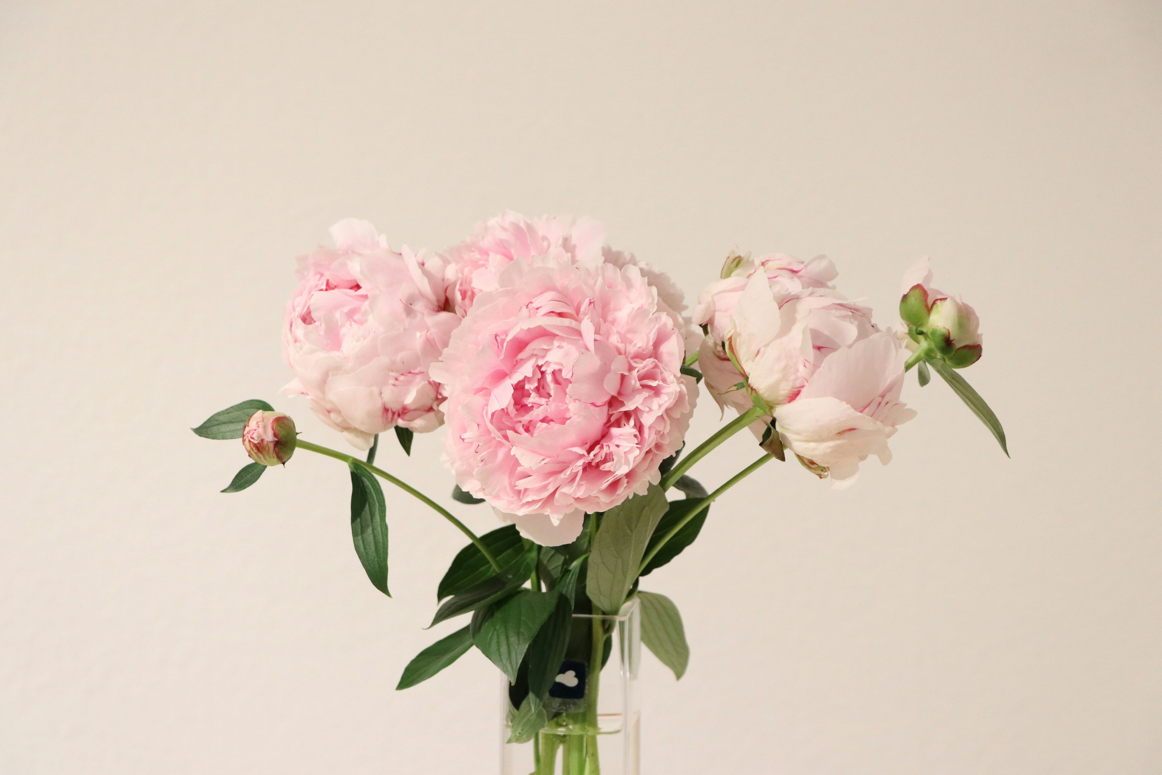 Pfingstrosen gehören zu den beliebtesten Blumen überhaupt.