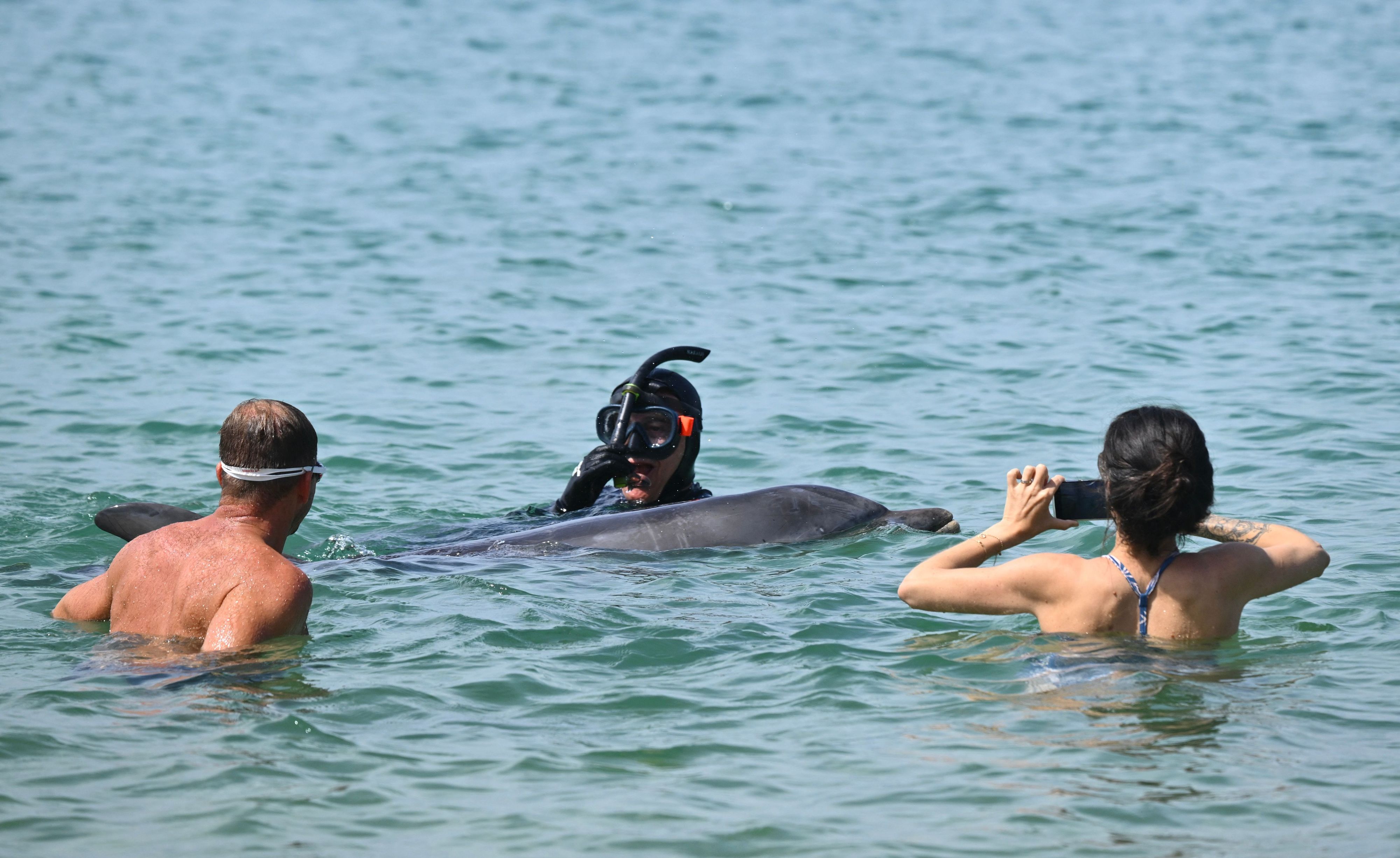 Im französischen Badeort Saint-Jean-de-Luz im Baskenland sorgt seit Mitte Oktober ein Delfin für Aufsehen.