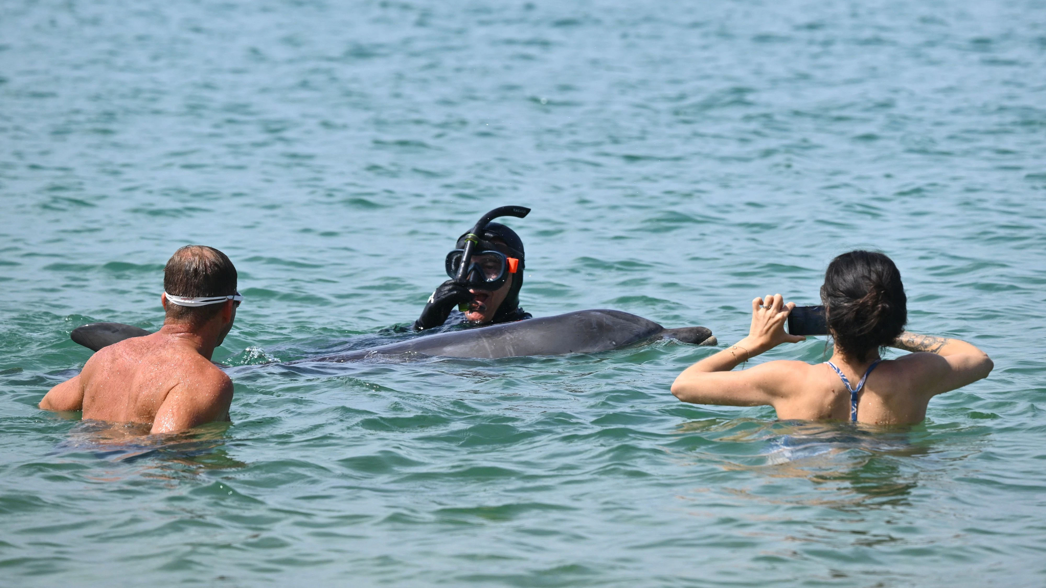Heute.at - Besuchermassen bedrängen zutrauliches Delfin-Weibchen